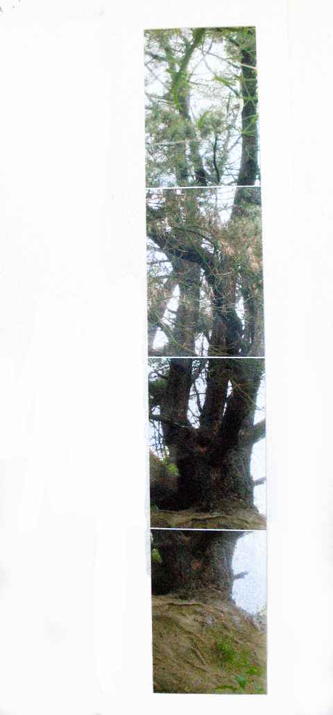 #28 - Bruria Finkel - Tree at Franklin Park
